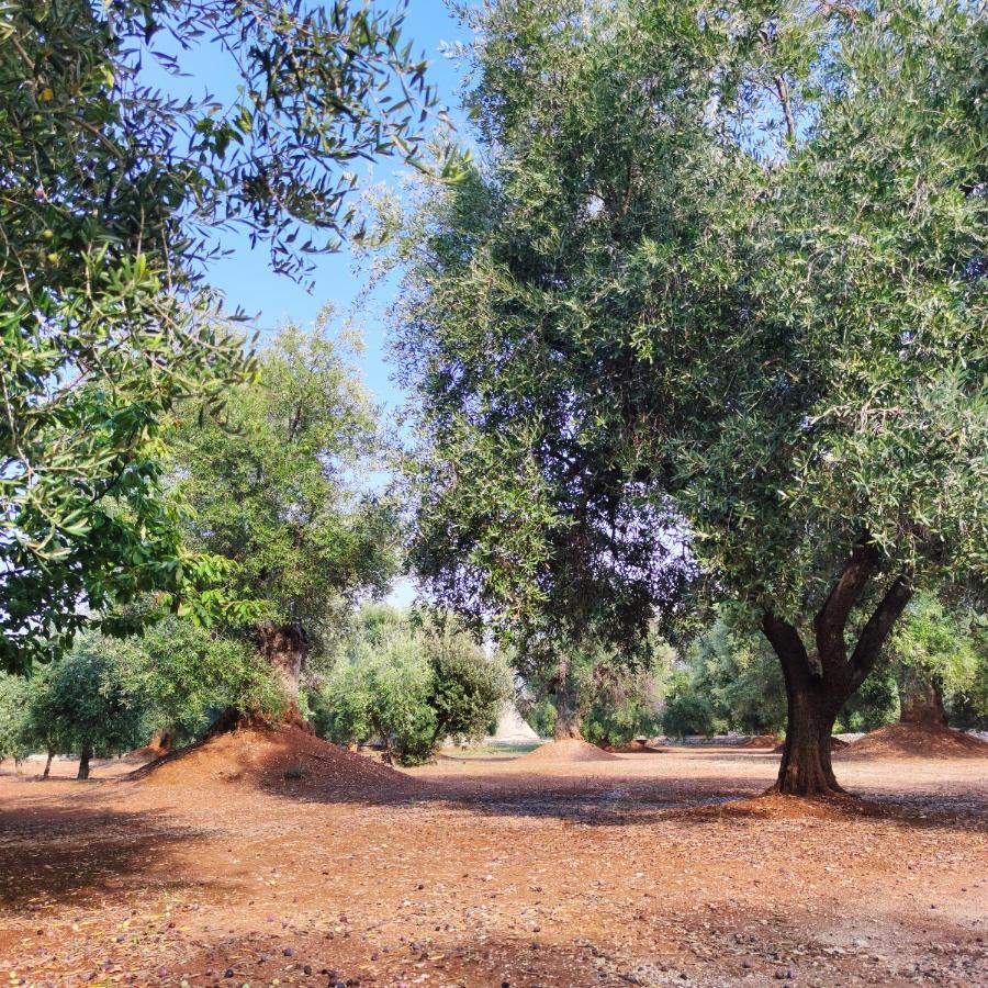 Masseria La Foggia *